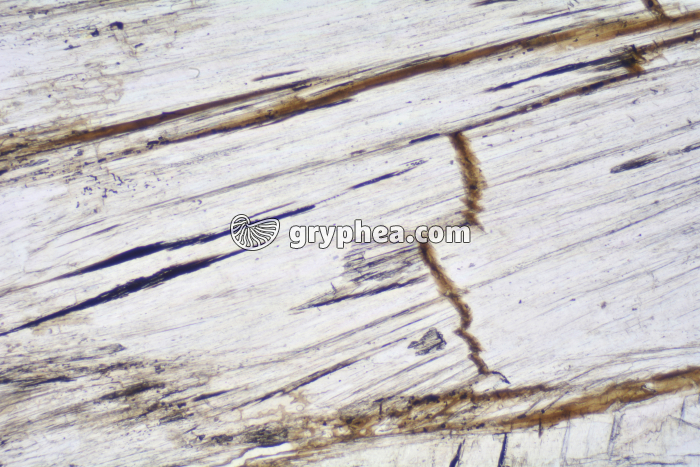 Gypse LPNA x10 - gryphea.com